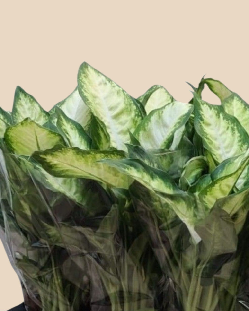 دفن باخی کامیلی