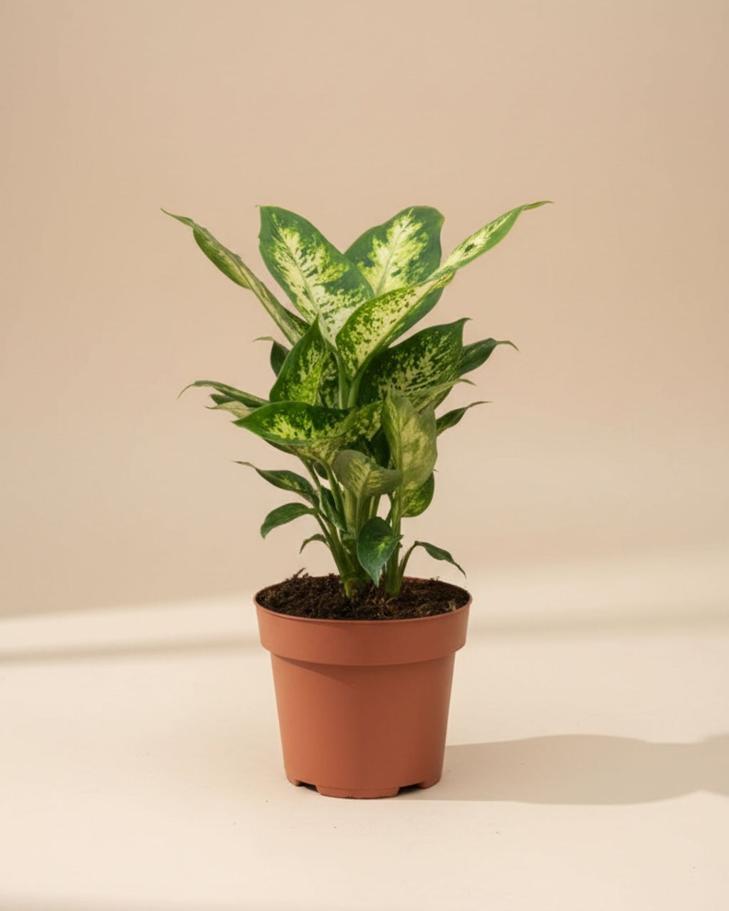 Dieffenbachia Compacta