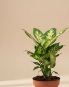 Dieffenbachia Compacta