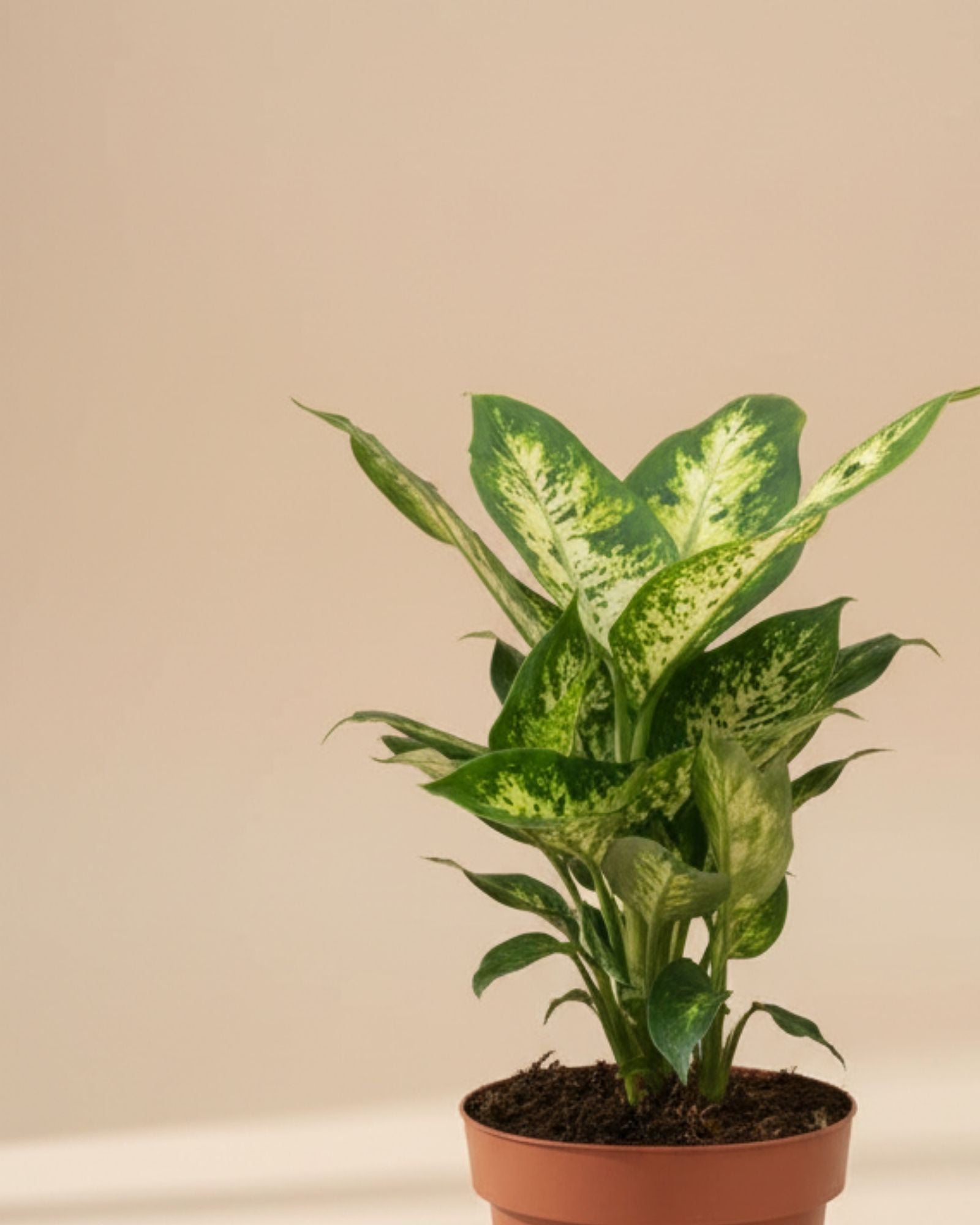 Dieffenbachia Compacta