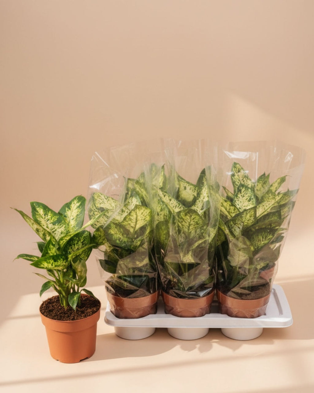Dieffenbachia Compacta