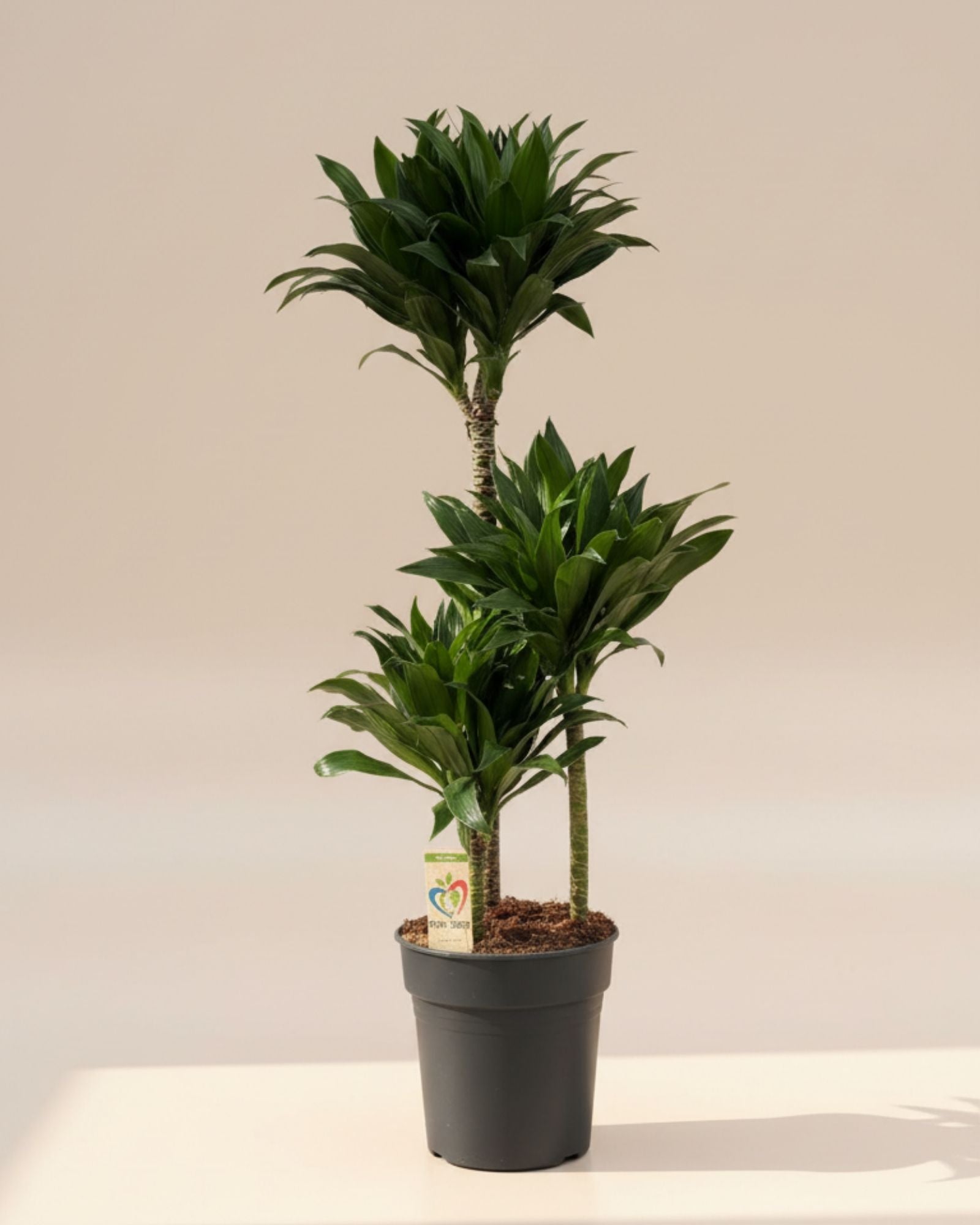 Dracaena Compacta