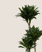 Dracaena Compacta