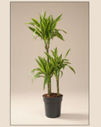 Dracaena Lemon Lime