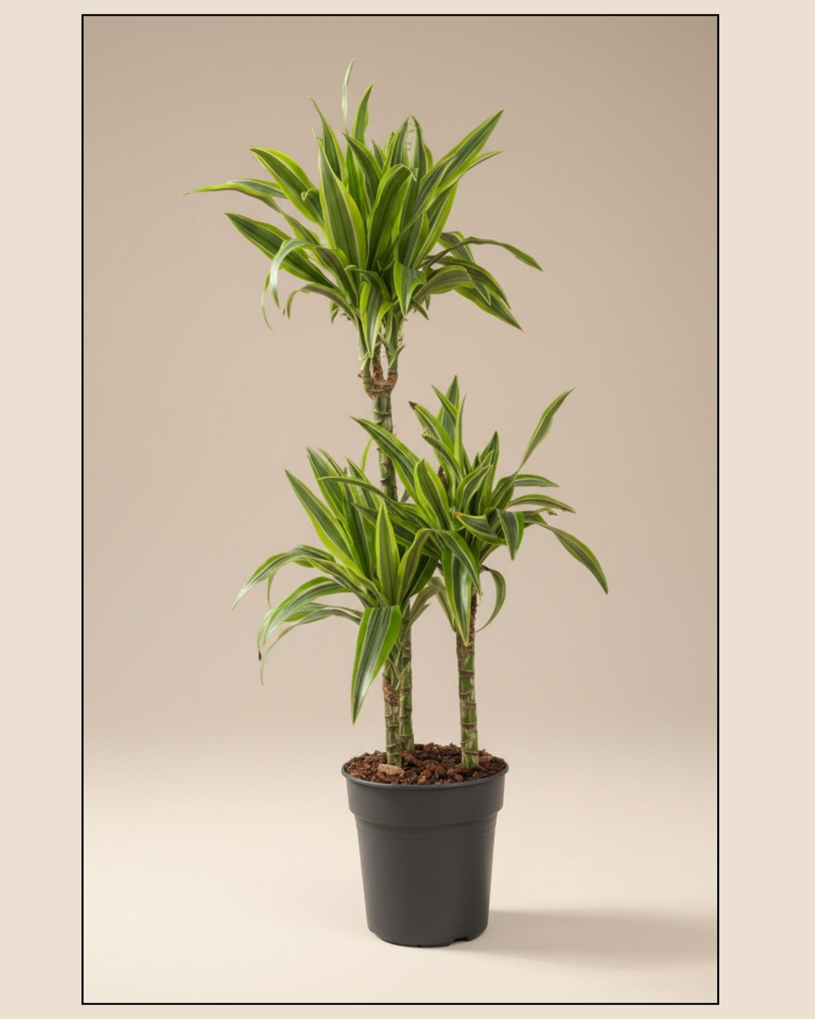 Dracaena Lemon Lime