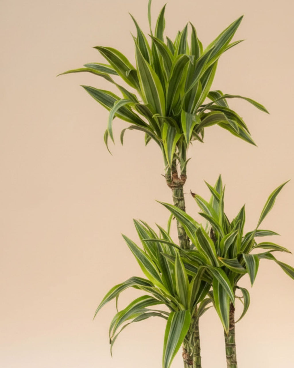 Dracaena Lemon Lime