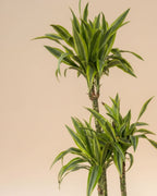Dracaena Lemon Lime