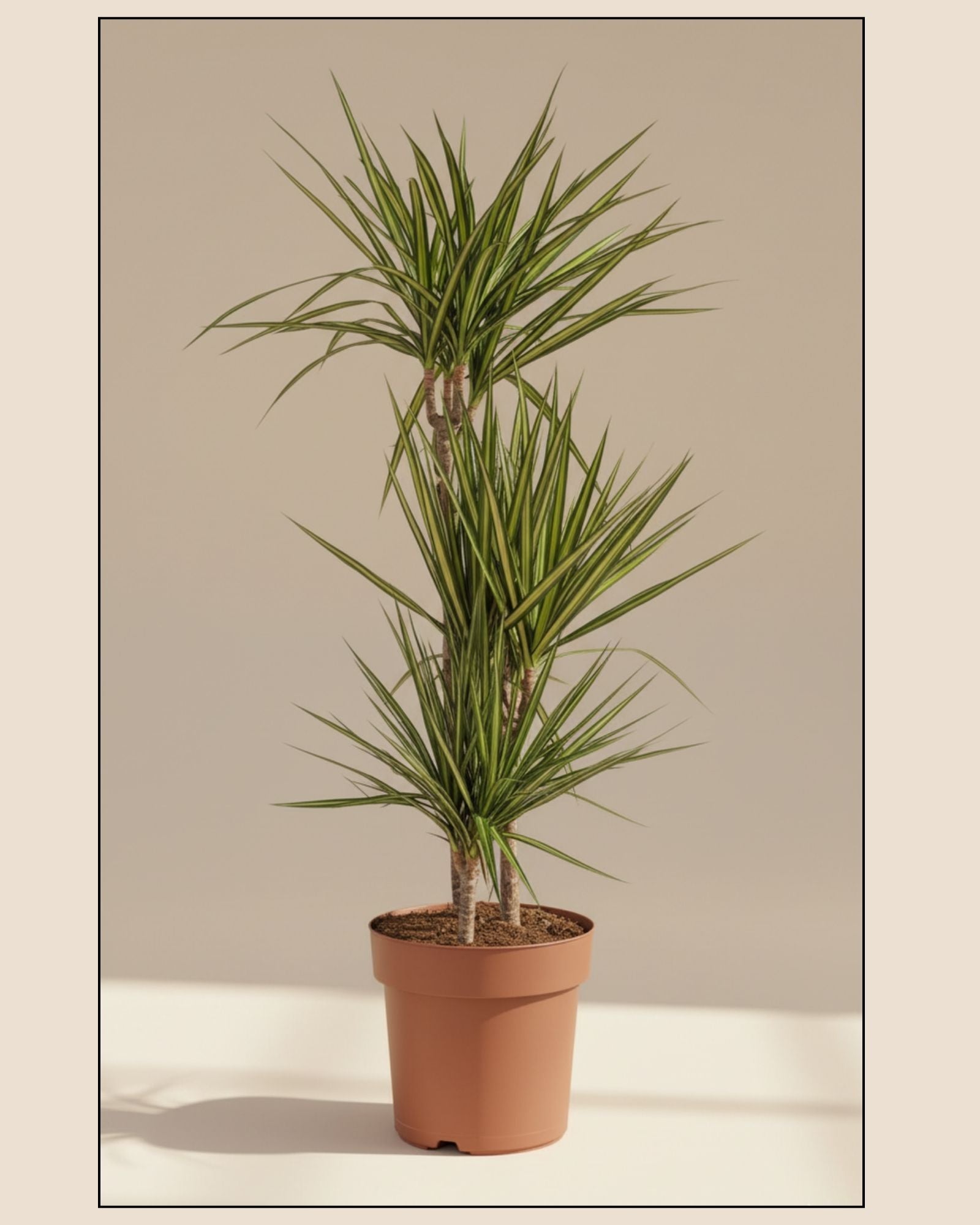 Dracaena Sunray
