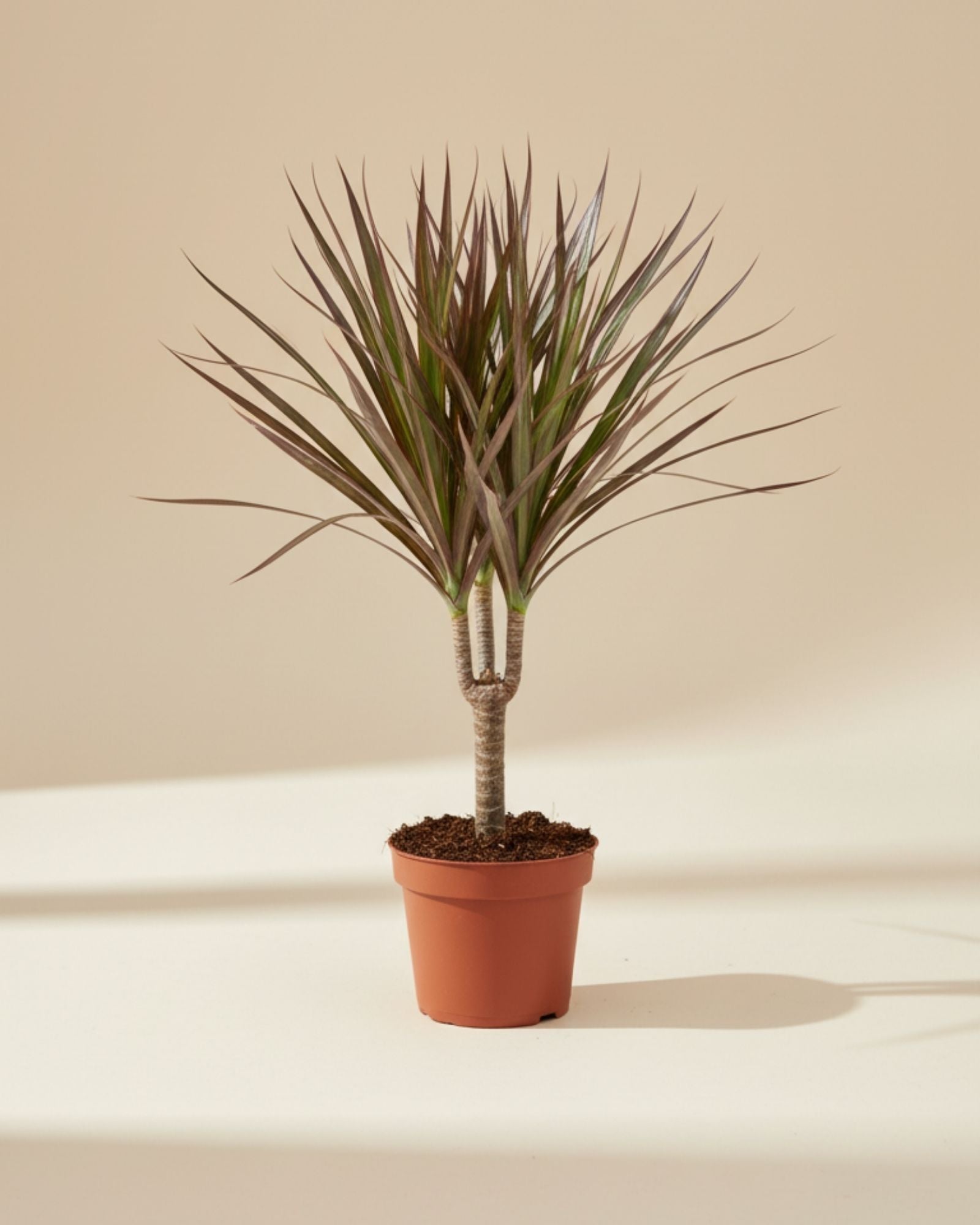 Dracaena Marginata Magenta