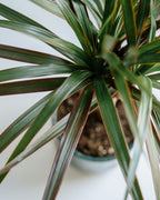 Dracaena Marginata Magenta