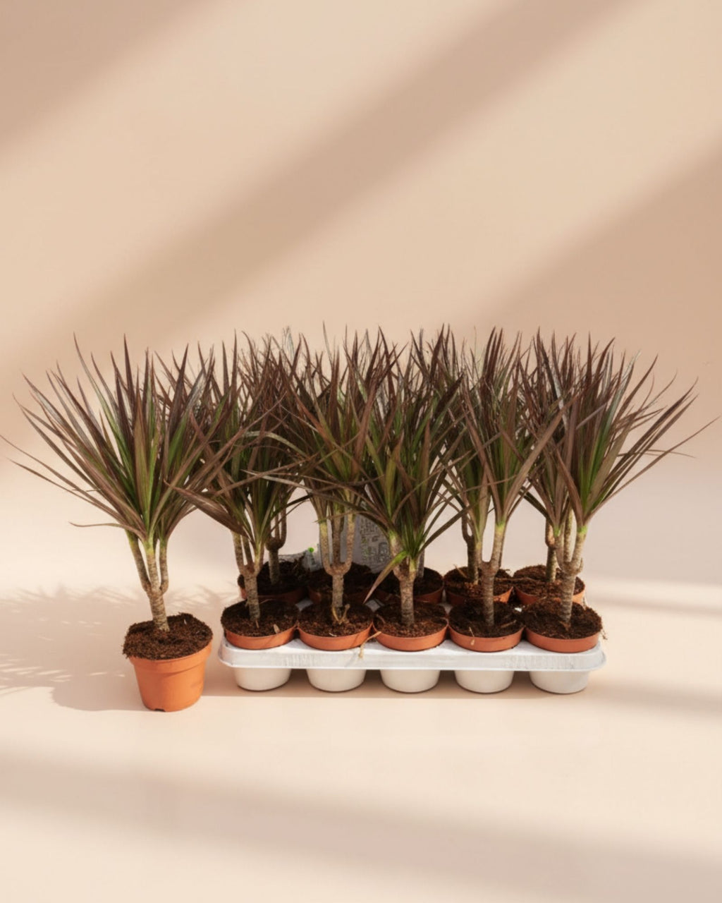 Dracaena Marginata Magenta