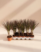 Dracaena Marginata Magenta