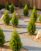 Dwarf Thuja