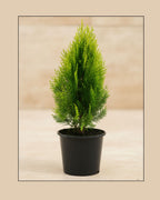 Dwarf Thuja