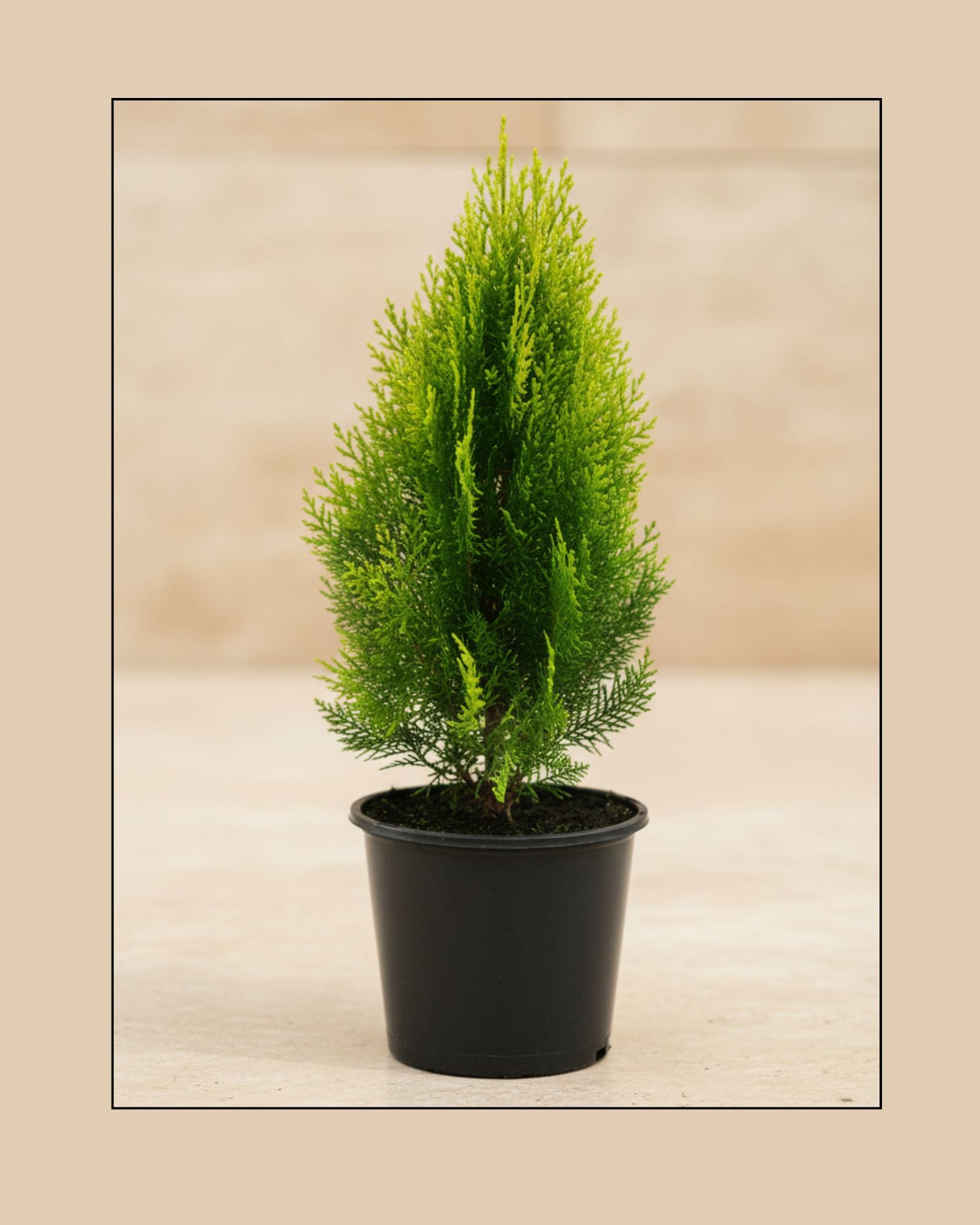 Dwarf Thuja