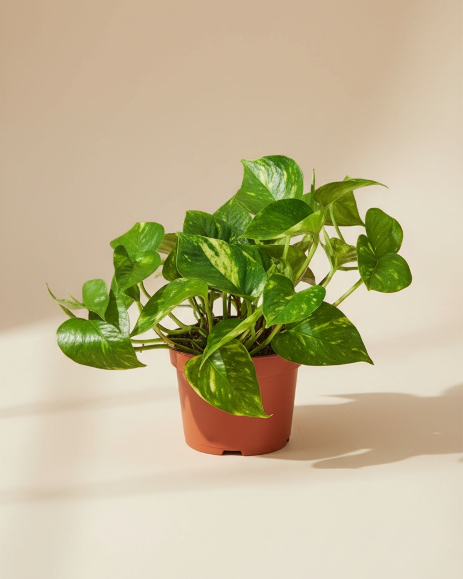 Epipremnum Devil's Ivy