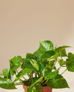 Epipremnum Devil's Ivy