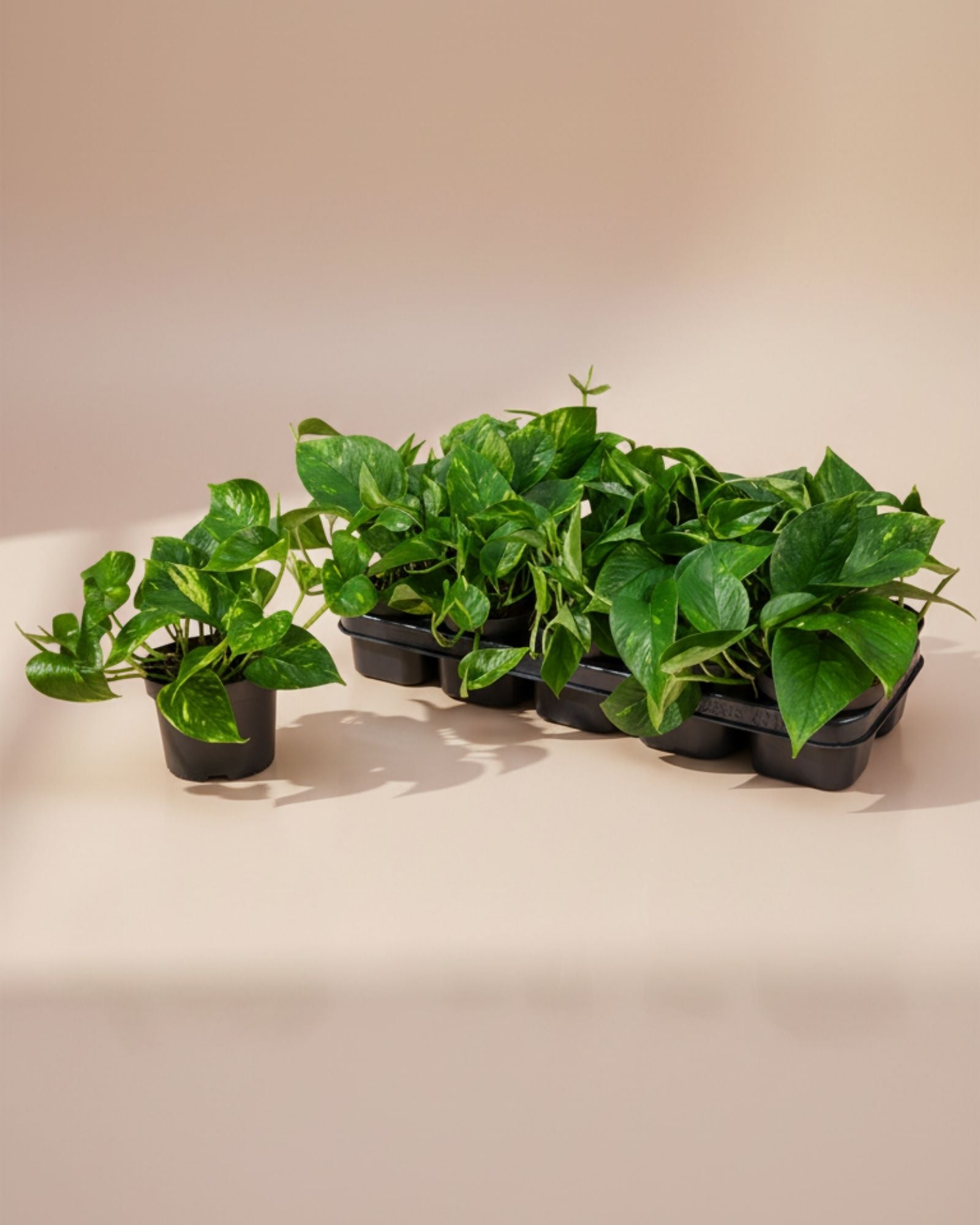 Epipremnum Devil's Ivy