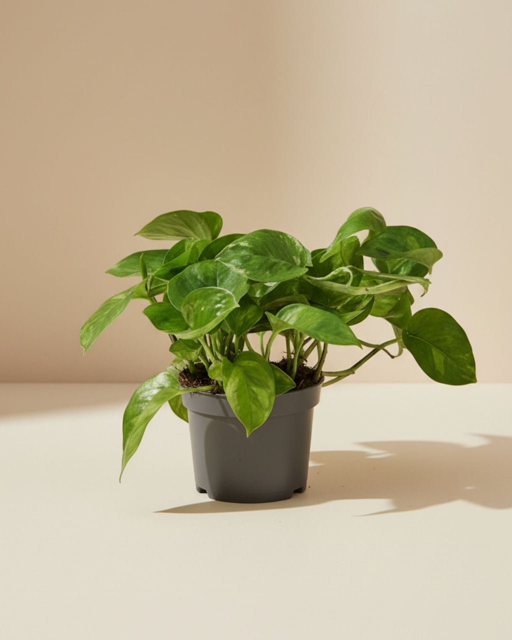 Epipremnum Global Green