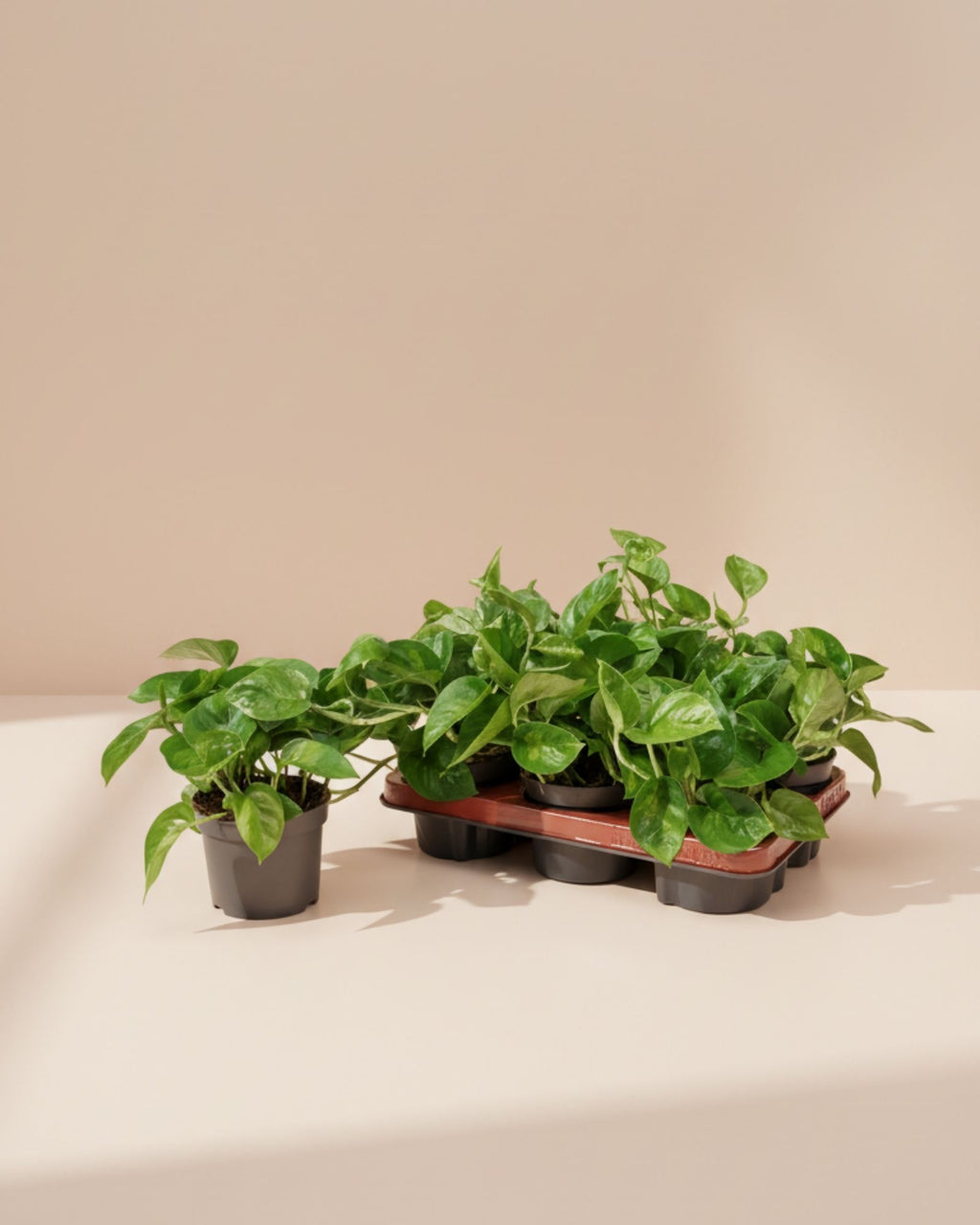 Epipremnum Global Green