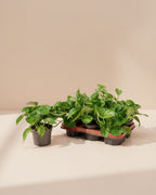 Epipremnum Global Green