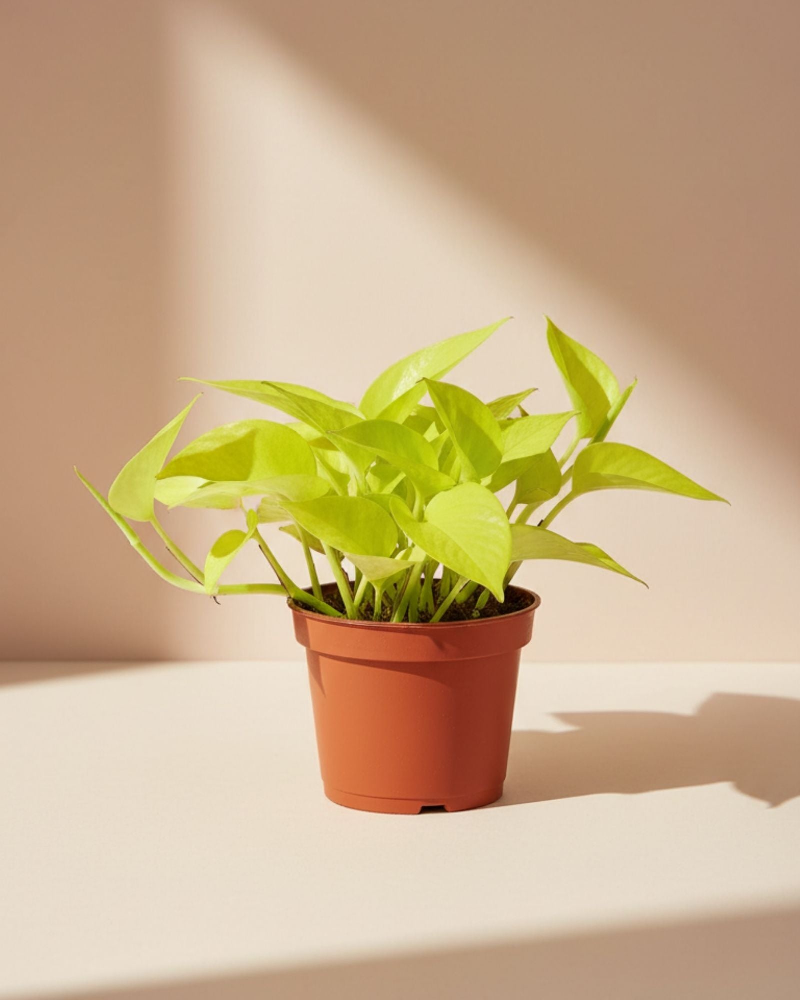 Epipremnum Baby Pathos