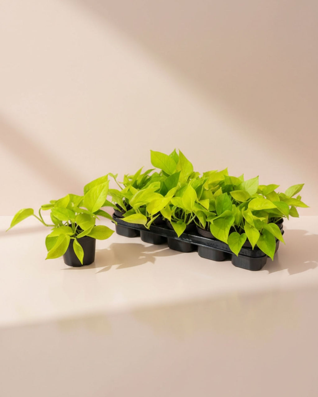 Epipremnum Baby Pathos