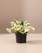 Epipremnum Happy Leaf