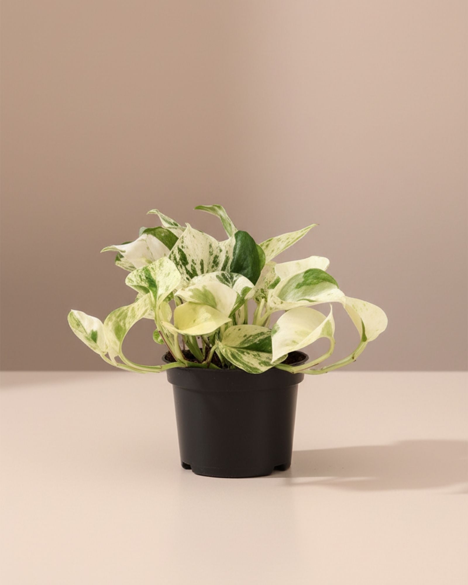 Epipremnum Happy Leaf