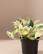 Epipremnum Happy Leaf