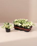 Epipremnum Happy Leaf