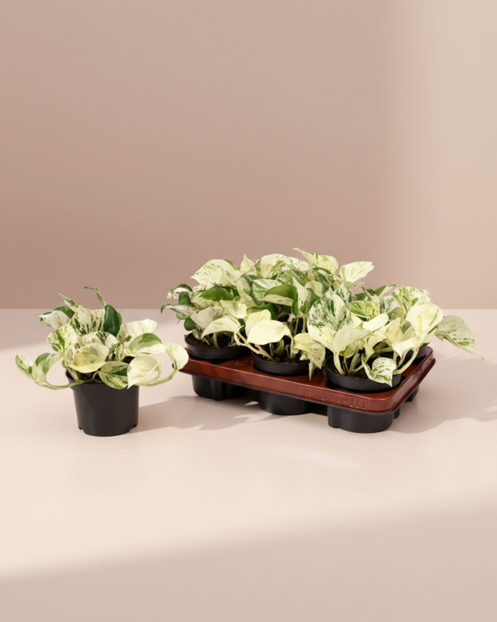 Epipremnum Happy Leaf