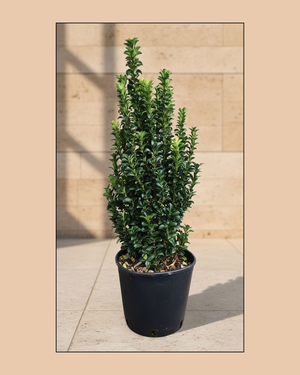 Euonymus Green Spire