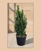 Euonymus Green Spire