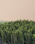 Euonymus Green Spire