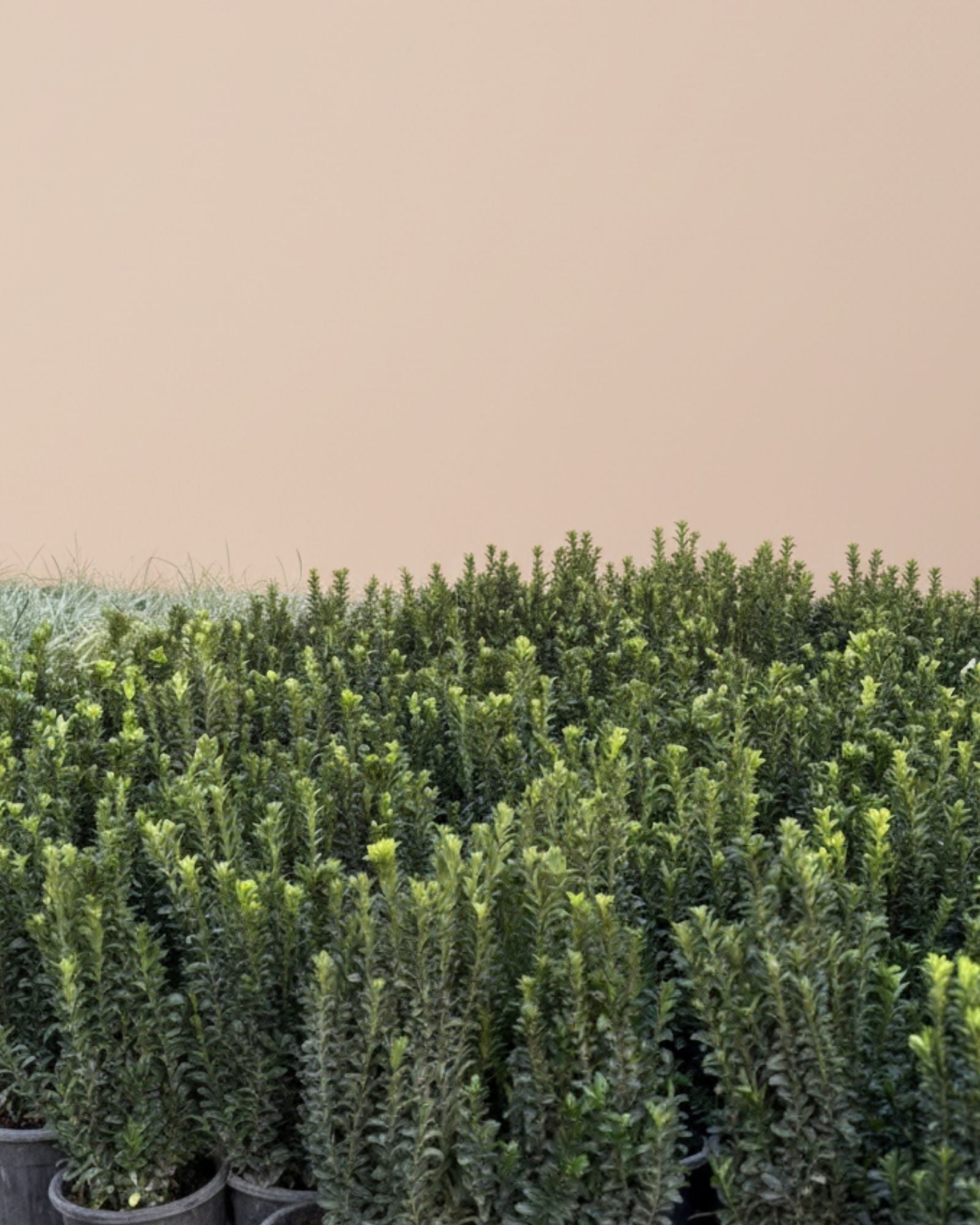 Euonymus Green Spire