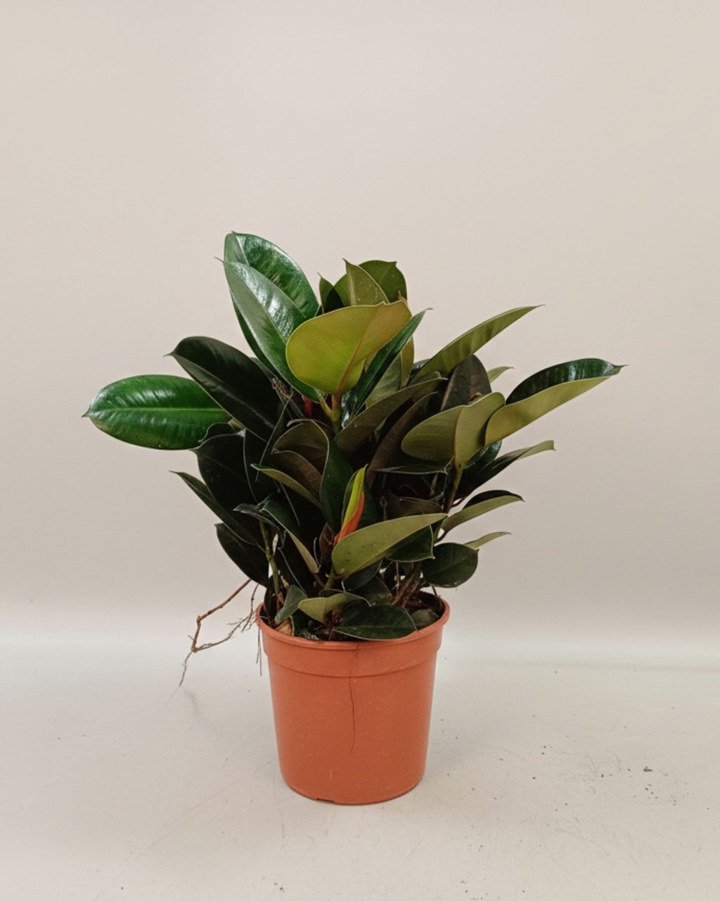 Ficus elastica Robusta 3br