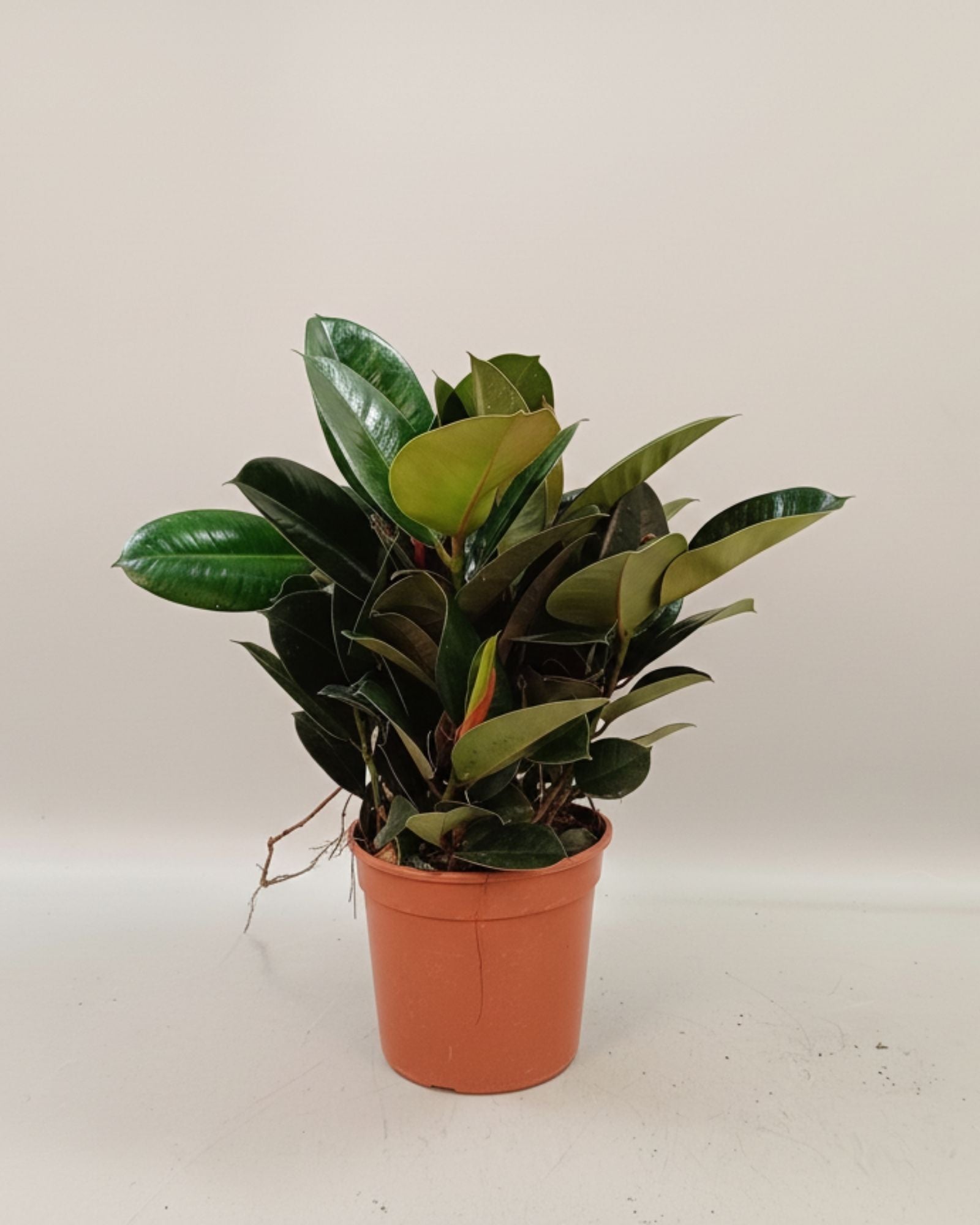 Ficus elastica Robusta 3br