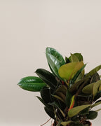 Ficus elastica Robusta 3br