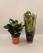 Ficus elastica Robusta 3br