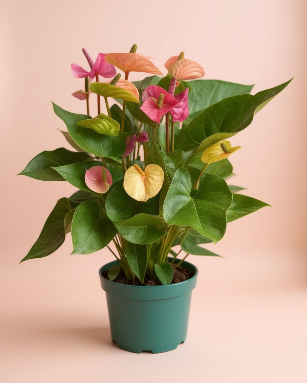 Flamingo Anthurium