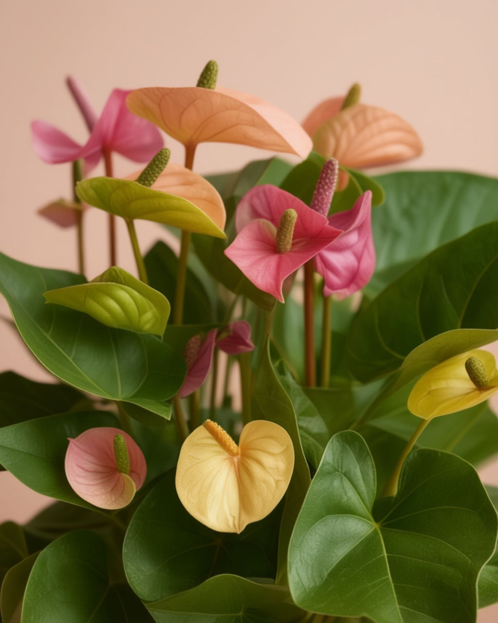 Flamingo Anthurium
