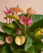 Flamingo Anthurium