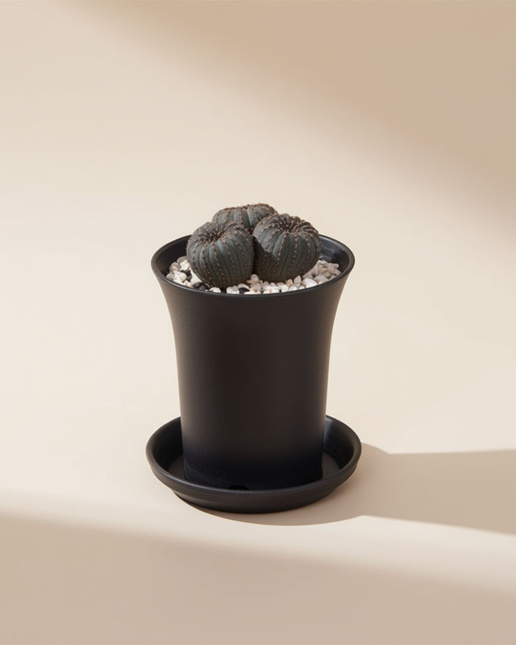 Frailea Castanae Cactus