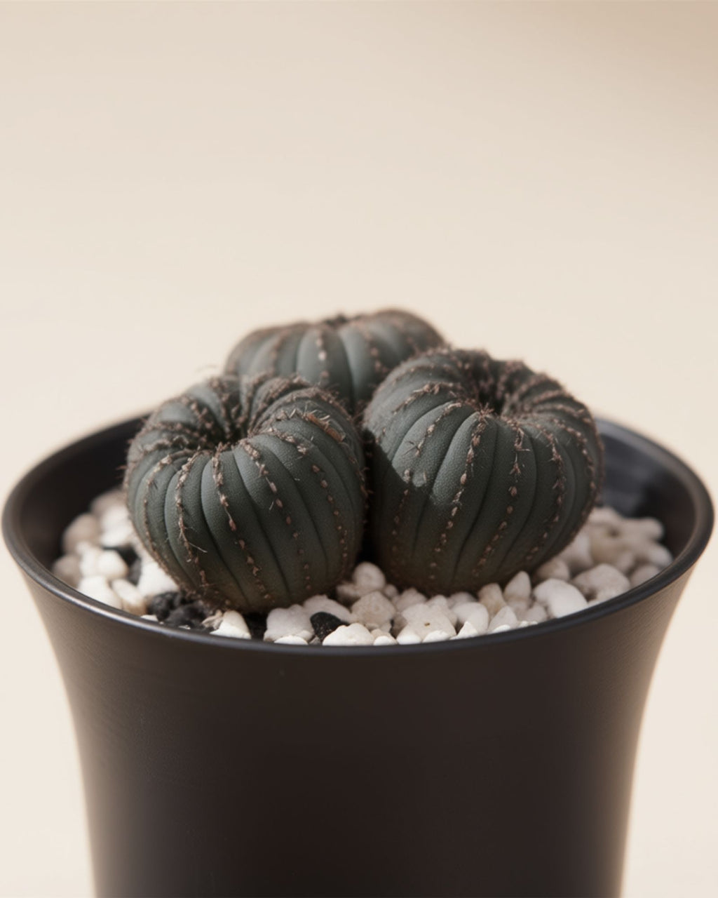 Frailea Castanae Cactus