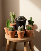 Frailea Castanae Cactus