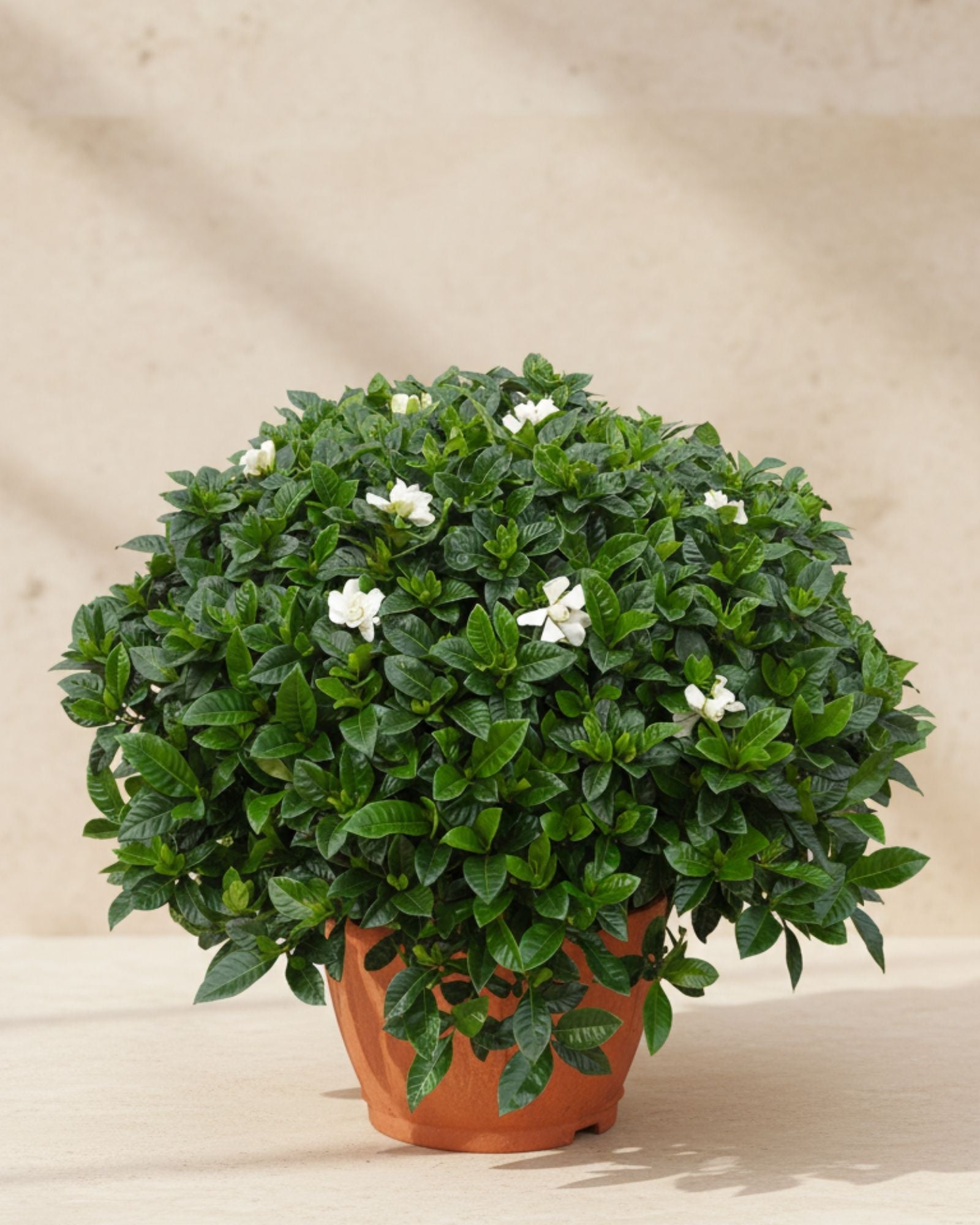 Gardenia Multiflora Italian Small