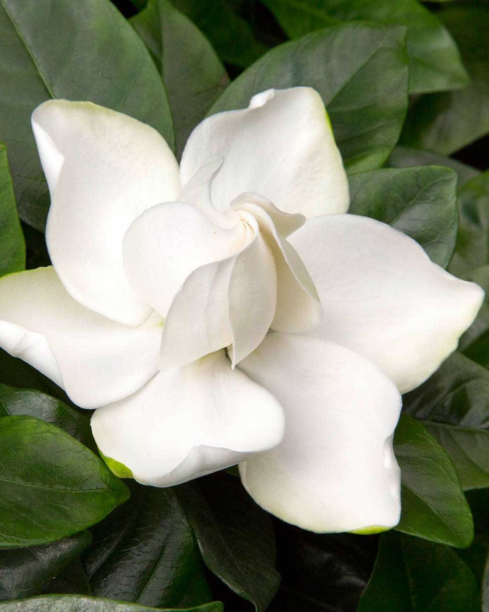 Gardenia Multiflora Italian Small