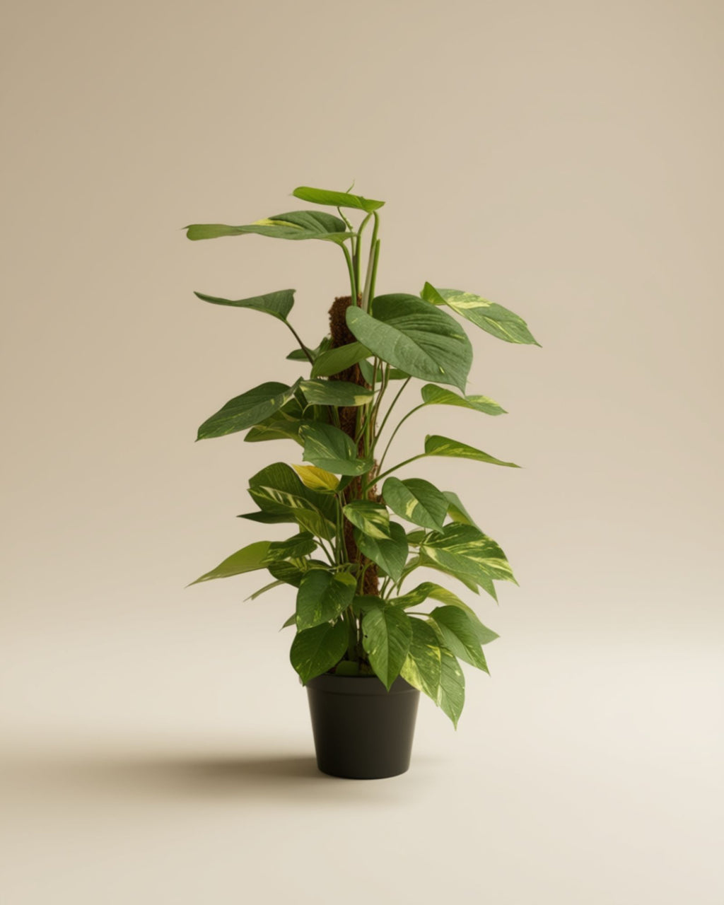 Epipremnum Golden Pathos