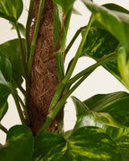 Epipremnum Golden Pathos